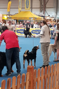 Jocy BOB CAC Erfurt 2019
