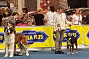 Jocy BOB CAC Erfurt 2019