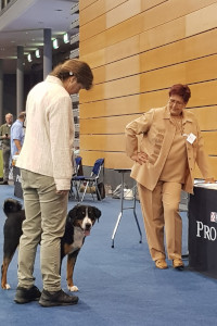 Jocy BOB CAC Erfurt 2019