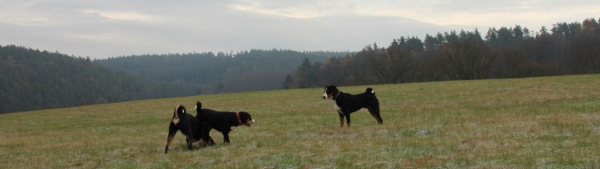 Besuch vom Frost