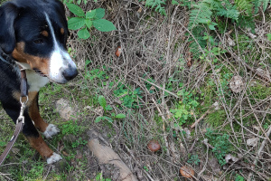 Pilze 2019