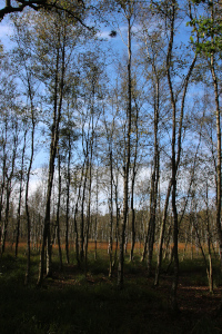 Kaltenhofer Moor
