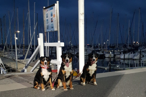 Appenzeller vom Försterrain in Kiel