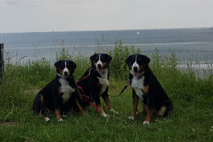 Appenzeller vom Försterrain in Kiel