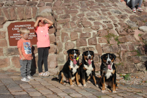 Appenzeller Rassetag 2019