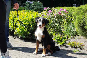 Appenzeller Sennenhund vom Försterrain