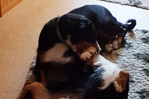 Appenzeller Loki vom Försterrain