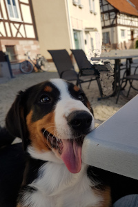 Appenzeller Loki vom Försterrain