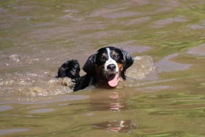 Lotti schwimmt