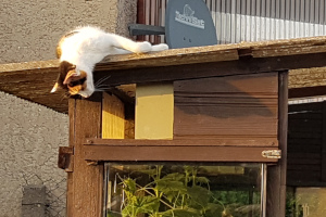 Katzenruhe