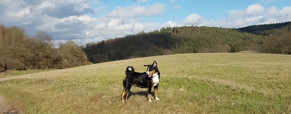 Appenzeller Ellie mit Ohren auf Durchzug ;-)