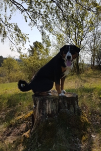 Jocy - Ostern 2019