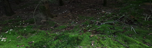 Pilze überall