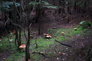 Pilzfleckchen