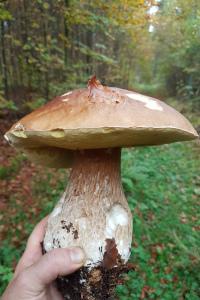 Steinpilz 2019