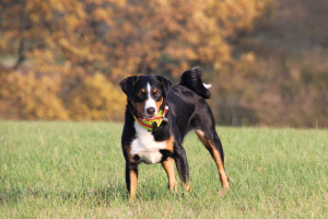 Trixie-November 2019