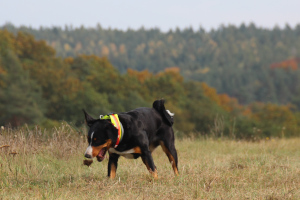 Appenzeller vom Försterrain