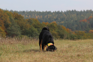 Appenzeller vom Försterrain