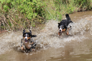 Trixie und Jocy