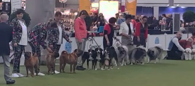 Zuchtgruppenwettbewerb German Winner Show
