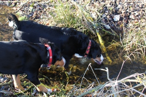 Freude am Spiel im Wasser