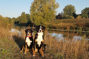 Appenzeller Rassetag 2019