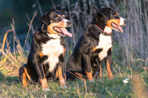 Appenzeller Rassetag 2019