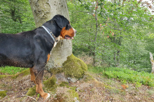 Arvo auf Wanderung um die Wartburg