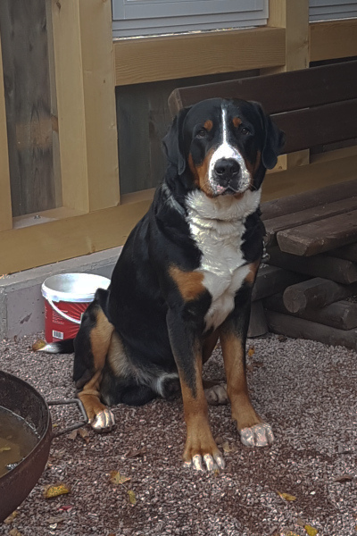 Sennenhundewanderung