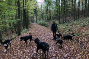 Sennenhundewanderung