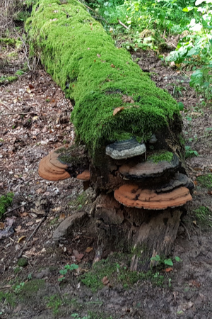 Pilze 2019