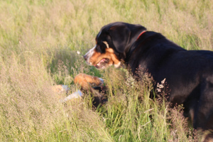 Cara und Fjella