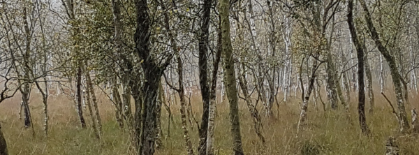 Kaltenhofer Moor
