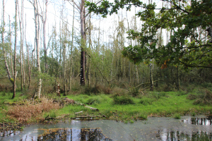 Kaltenhofer Moor
