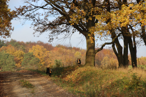 Der Spaziergang beginnt