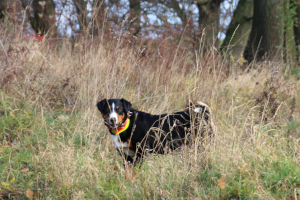 Trixie im Gras