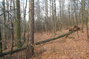 Orkantief Friederike in Tiefenort