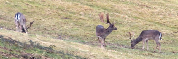 Dammwild