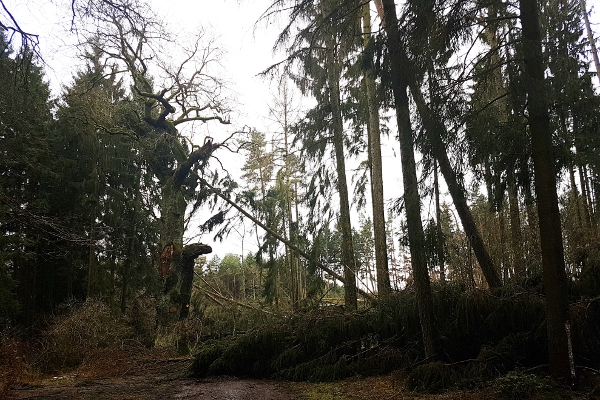 Orkantief Friederike in Tiefenort