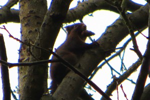 Eichhörnchen