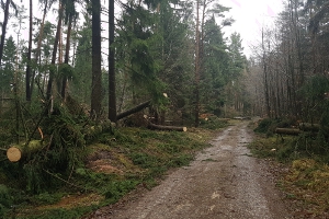 Orkantief Friederike in Tiefenort