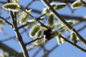 Frühlingserwachen