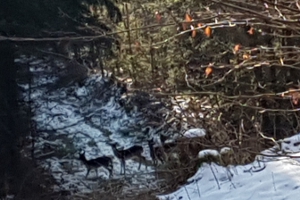 Rehe im Wald bei Tiefenort