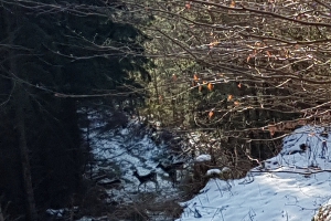 Rehe im Wald bei Tiefenort