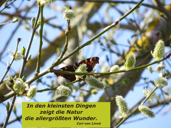 Frühling :-)