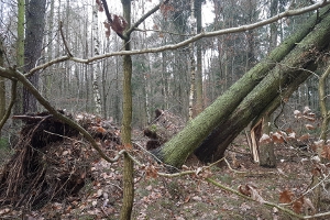 Orkantief Friederike in Tiefenort