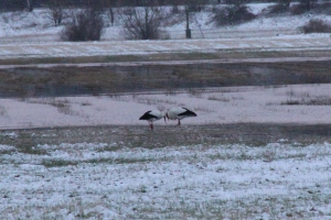 Störche im Winter