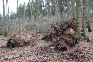 Orkantief Friederike in Tiefenort