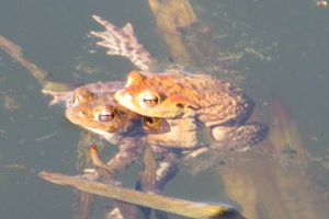 Frühlingserwachen