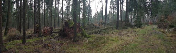 Orkantief Friederike in Tiefenort